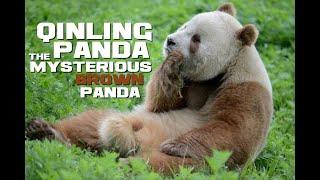 Qinling Panda Facts - The Mysterious Brown Panda - Animal a Day Q Week