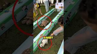 Rabbit vs Turtle Race 