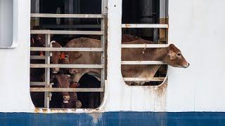 The Truth About Live Animal Export