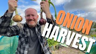 Get Ready To Harvest Your Onions!