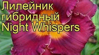 Лилейник гибридный Найт Висперс. Краткий обзор, описание характеристик hemerocallis Night Whispers