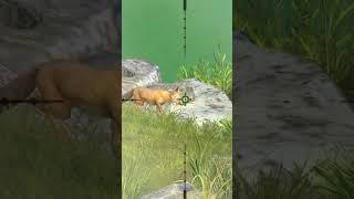 Wolf  hunting ll #wolf ll #hunting ll #shorts ll #sanbandongvathoangda ll #crazyxyz ll 889226 ll #1