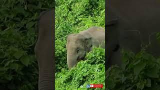 Asian baby elephant eating alone extreme close from busy road | #shorts #831