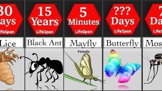 Comparison: Insects Life Span | DataRush 24