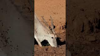 Eland Antelope Drinking Water