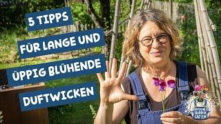 So blühen deine Duftwicken ewig!