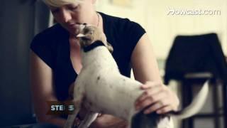 How to Calm Your Pets during Fireworks