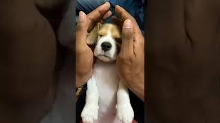 cute beagle puppies#10