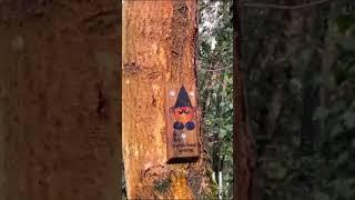 We found some interesting additions to the forest in our latest virtual dog walking video
