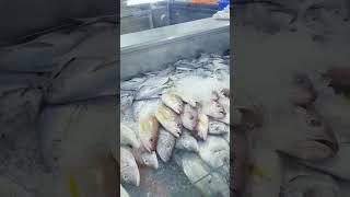 Fishing | #valorant #viral #foryou #youtube #ml #vlog #xeberler #diy #fishing #jonathan #loud #ias