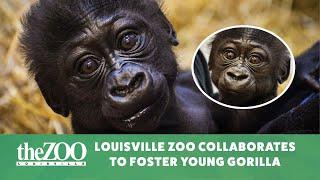 Louisville Zoo Collaborates to Foster Young Gorilla