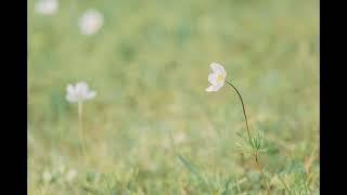 gone - skele/nothing,nowhere/midwest emo type beat (prod. wertos x pekarot) [free]