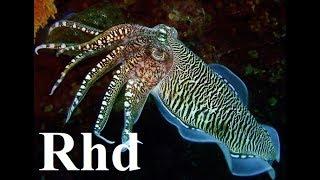 Sharks, Cuttlefish, Crocs - Water Warriors,  Nature 2018 HD Documentary.