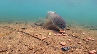 Carp Fishing with Green Grapes