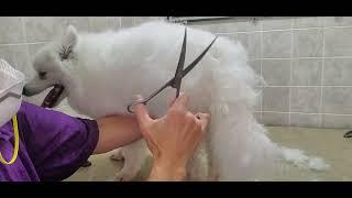 How to complete a scissor cut on an American Eskimo/Husky dog breed, dog grooming from home