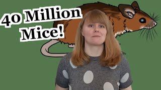 Wood Mouse - Weekly Facts About Animals in the United Kingdom - Episode 8 | Creature Fridays