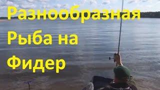 Истринское водх. Плотва, подлещик, густера.