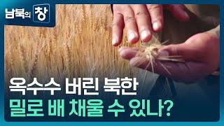 [남북의 창] 밀 장려 5년째…효과와 한계 [클로즈업 북한] / KBS  2025.06.21.