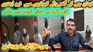 Na jany asy kabutar kon.captan g ko.data ha/پھر کہتے ہیں اچھے کبوتر نہیں ملتے //Dostana pigeon club/