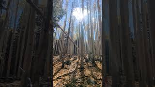 Aspens in the sun