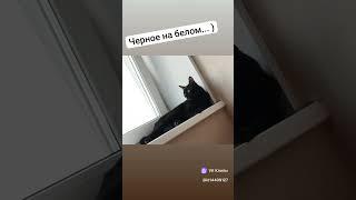 мур  #какделаваши #чтоядумаюобэтом #котики #котлеонид #тереховаандреева