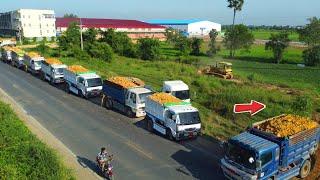 Perfect Massive Project!! Dump Truck 5T Fill Land & Skillful Pushing Soil by Bulldozer D53P, Mix VDO