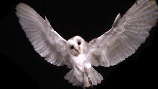 Slow Motion Barn Owl Attack | Slo Mo #11 | Earth Unplugged