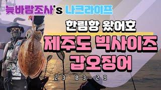 3월 29일 제주도 빅 사이즈 갑오징어 낚시 즐기기! 심해갑 실제 상황별 선상 액션법, 운용법 설명 [액션법]