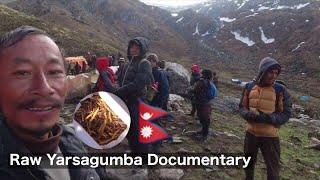 Raw Yarsagumba Documentary @rajgurungmanang8107