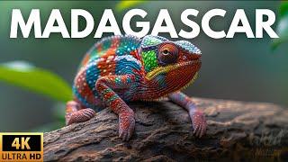 MADAGASCAR - SECRETOS Y MISTERIOS DE UN LUGAR ÚNICO | Documental Completo