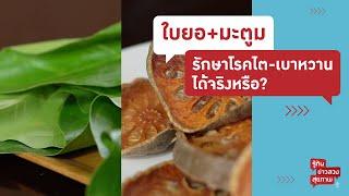 ใบยอ มะตูม รักษาโรคไต เบาหวาน ได้จริงหรือ? | รู้ทันข่าวลวงสุขภาพ [Mahidol Channel]