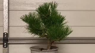 Bonsai Buzz - Japanese Black Pine Styling