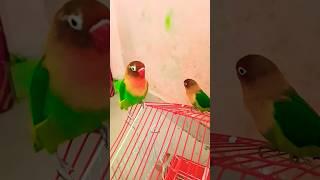 #parrot  #birds #funny #cute #viralvideo #lovebirds subscribe