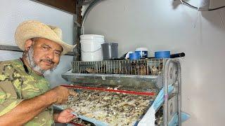 Urban Farm Chores, Cleaning Quail Cages, Feeding Quail & Rabbits