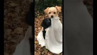 dogs #shorts #shortfeed #shortvideo #animals