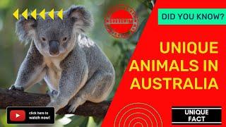 Unique Animals of Australia: Exploring the Fascinating Wildlife Down Under