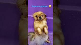 Жертв нету, пострадала только  честь  #шпиц #стрижка #grooming #зоосалон #москва #лучшее #like #dog