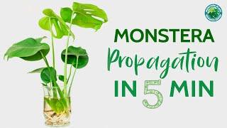 Monstera Propagation in 5 minutes | Houseplant Resource Center