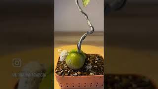 Unusual bonsai- Avobonsai #tattoedavocado #DrBanana