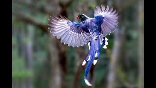 The Red billed Blue Magpie is a Colorful Bird species belonging to the Crow family, Corvidae