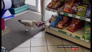 Shoplifting 'Steven Seagull' banned from shop (fun story) (UK) 26/July/2024