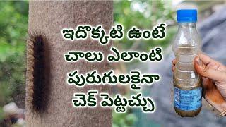 panchagavya for plants | how to use panchagavya for plants in telugu | panchagavya benefits