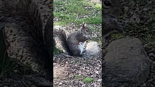 Squirrel Eating A French Fries #music