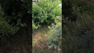 Вот,Любаша умеет и трудиться.