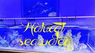 Making NATURAL aquarium SEAWATER. #natural #seawater #reeftank