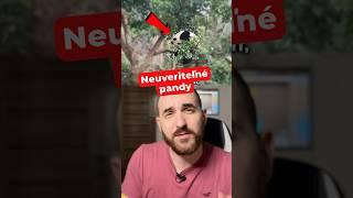 neuveriteľné, čo dokážu pandy 