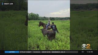 Bull Still On The Loose On Long Island More Than A Day After Escaping Farm