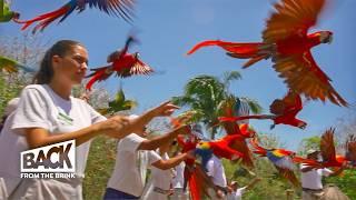 Survival of the Scarlet Macaw | How to save Mexico's Endangered Parrot