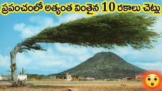 10 strangest types of trees in the world Different Trees In The World