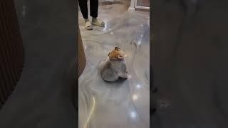 전정기관이 고장난 누렁 #강아지쇼츠#곰돌이컷#포메라니안미용#dogshorts#funnydog#cutepuppy#dogvideos#lovelydog#cutedog#puppydog